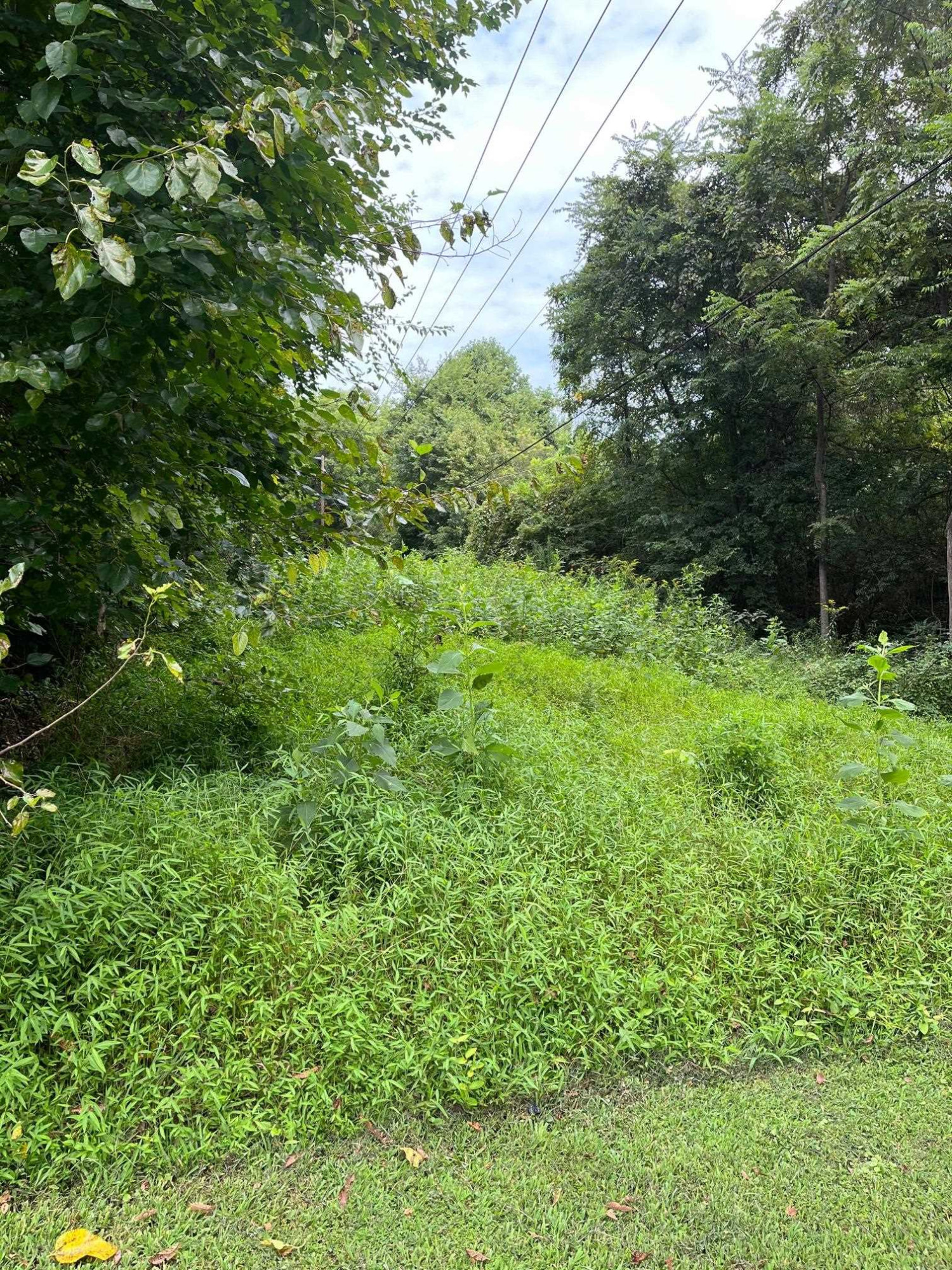 0 Maple Drive Oxford, NC 27565 - Photo 3 of 6 Photo 3