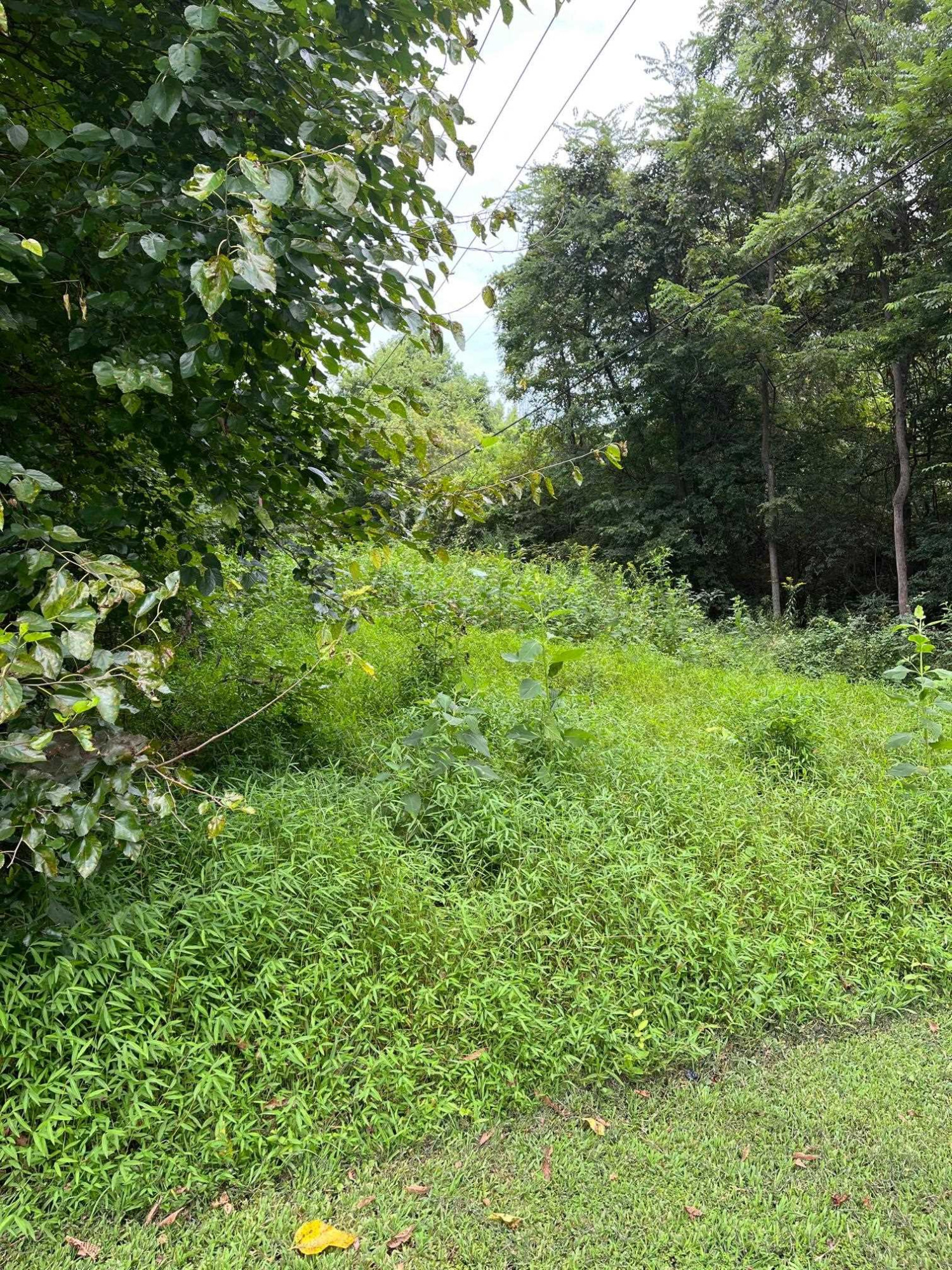 0 Maple Drive Oxford, NC 27565 - Photo 5 of 6 Photo 5