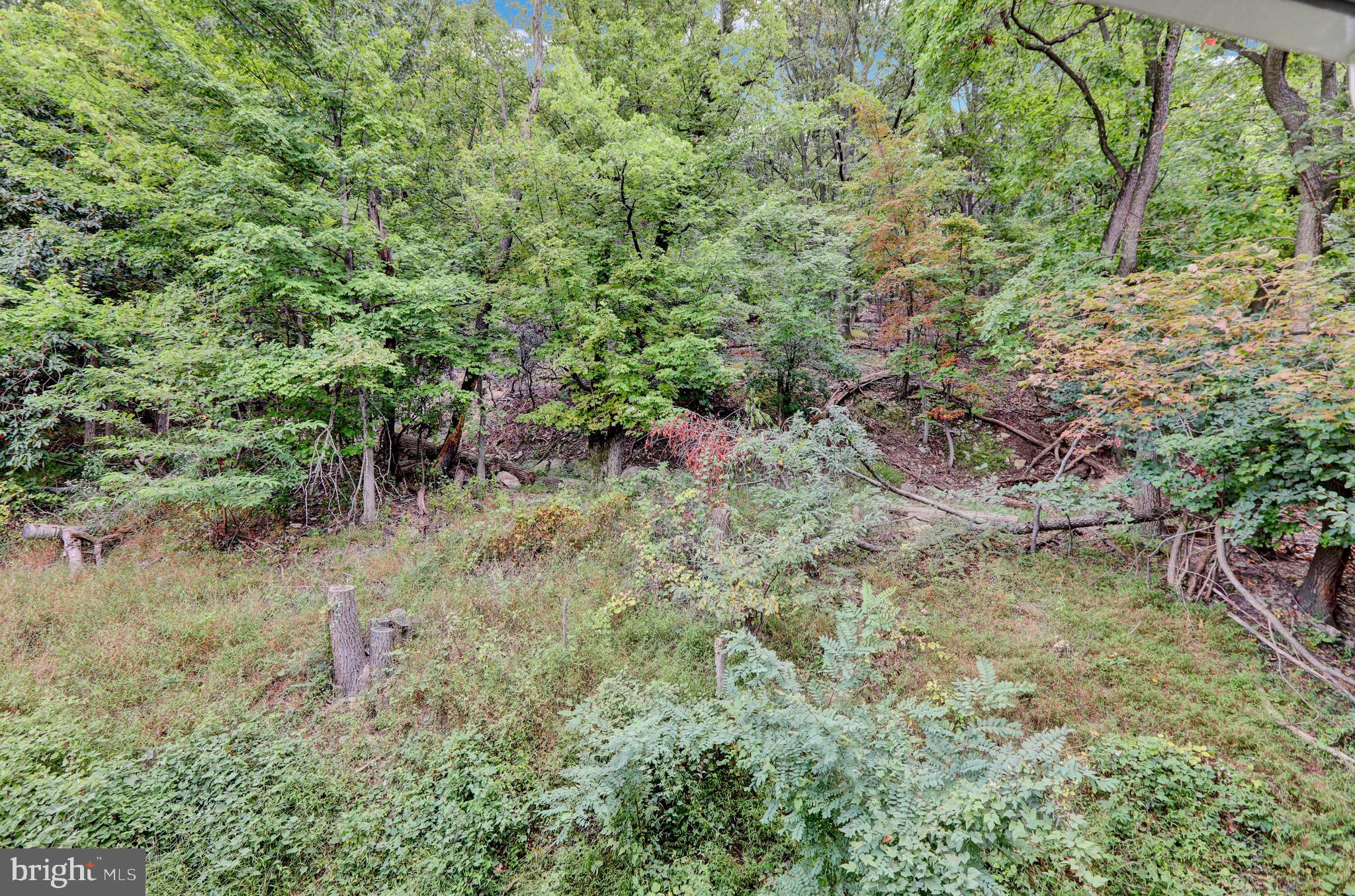 237 North 14th Street Reading, PA 19604 - Photo 26 of 26 a view of a forest with a tree