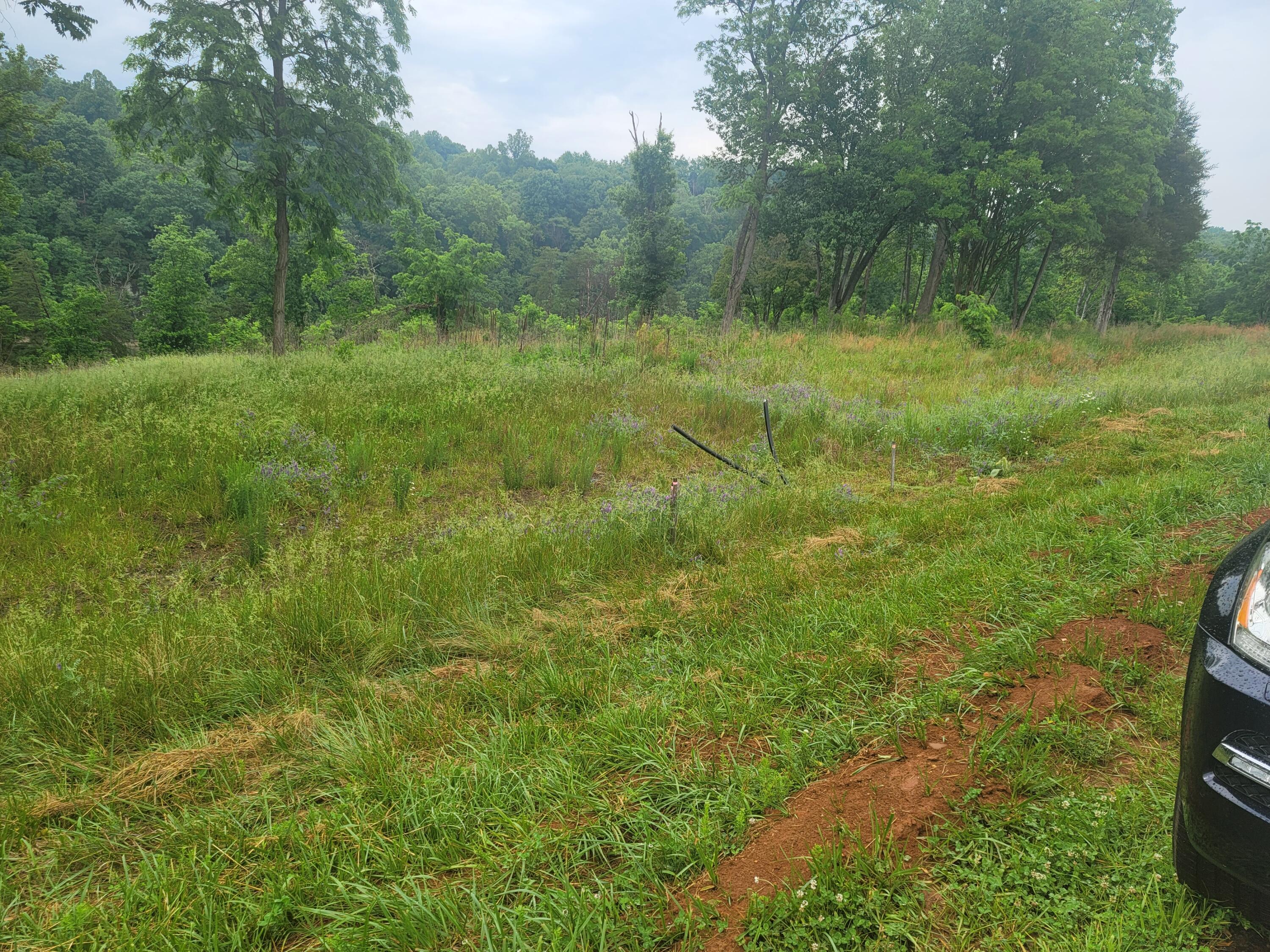 1953 Moorman Road Hardy, VA 24101 - Photo 7 of 10 a view of a lush green forest with large trees