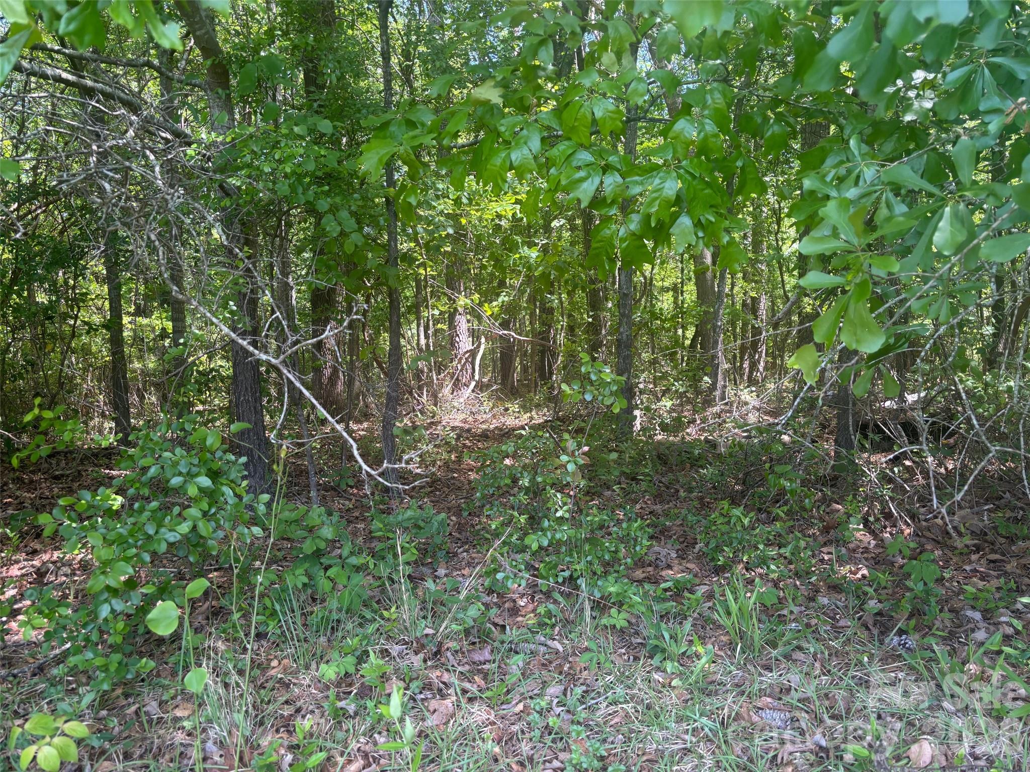 2206 Highway 1 Elgin, SC 29045 - Photo 3 of 5 a view of a lush green forest with lots of trees