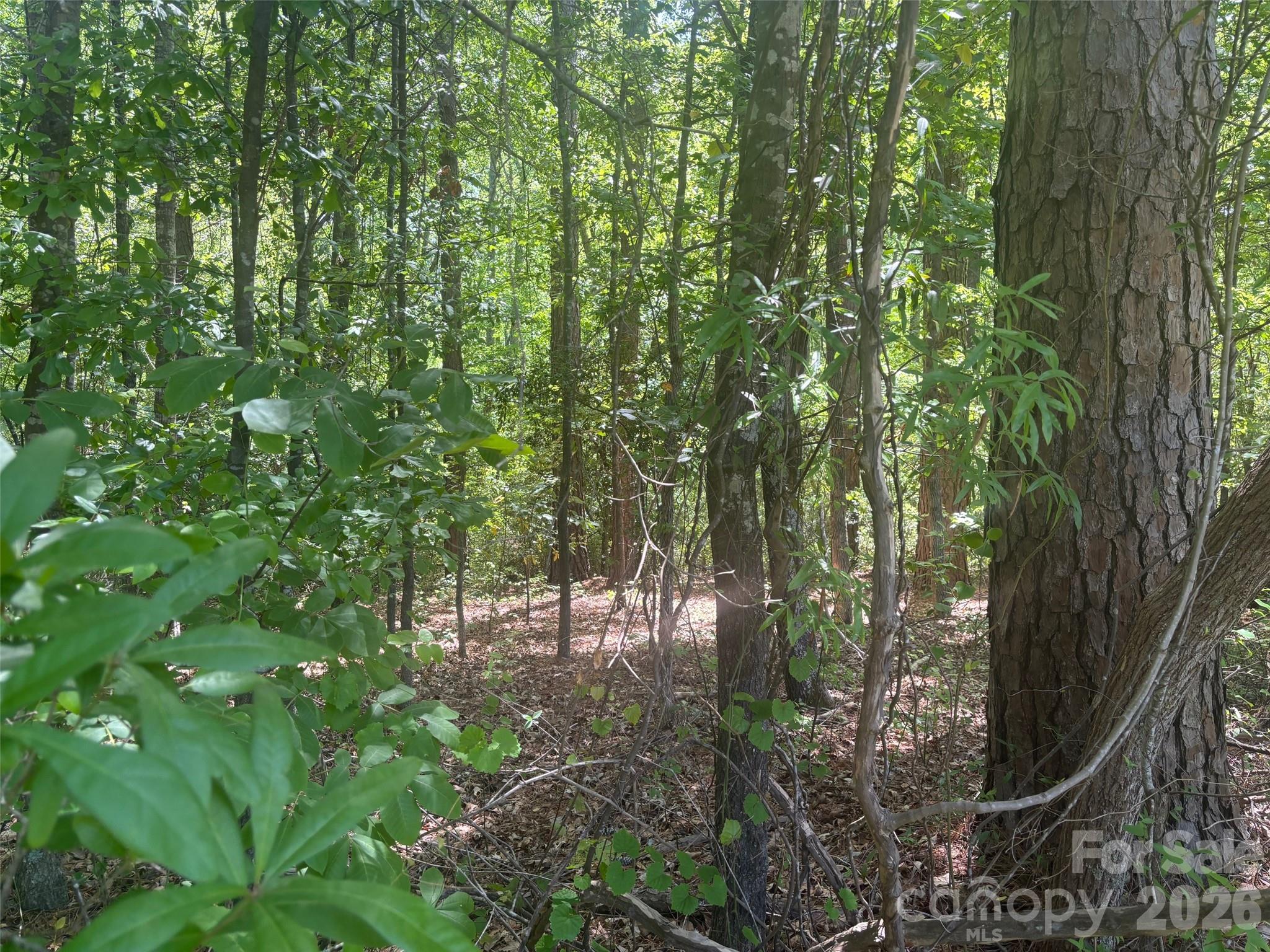 2206 Highway 1 Elgin, SC 29045 - Photo 4 of 5 a view of forest
