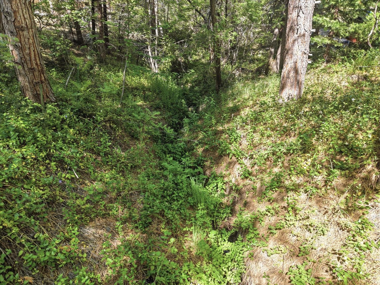 45167 Tolladay Road Oakhurst, CA 93644 - Photo 42 of 50 a view of a lush green forest