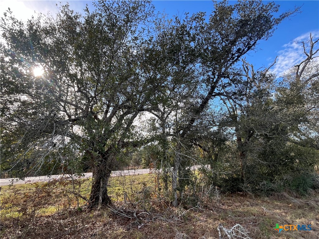 a view of a forest with trees in the background