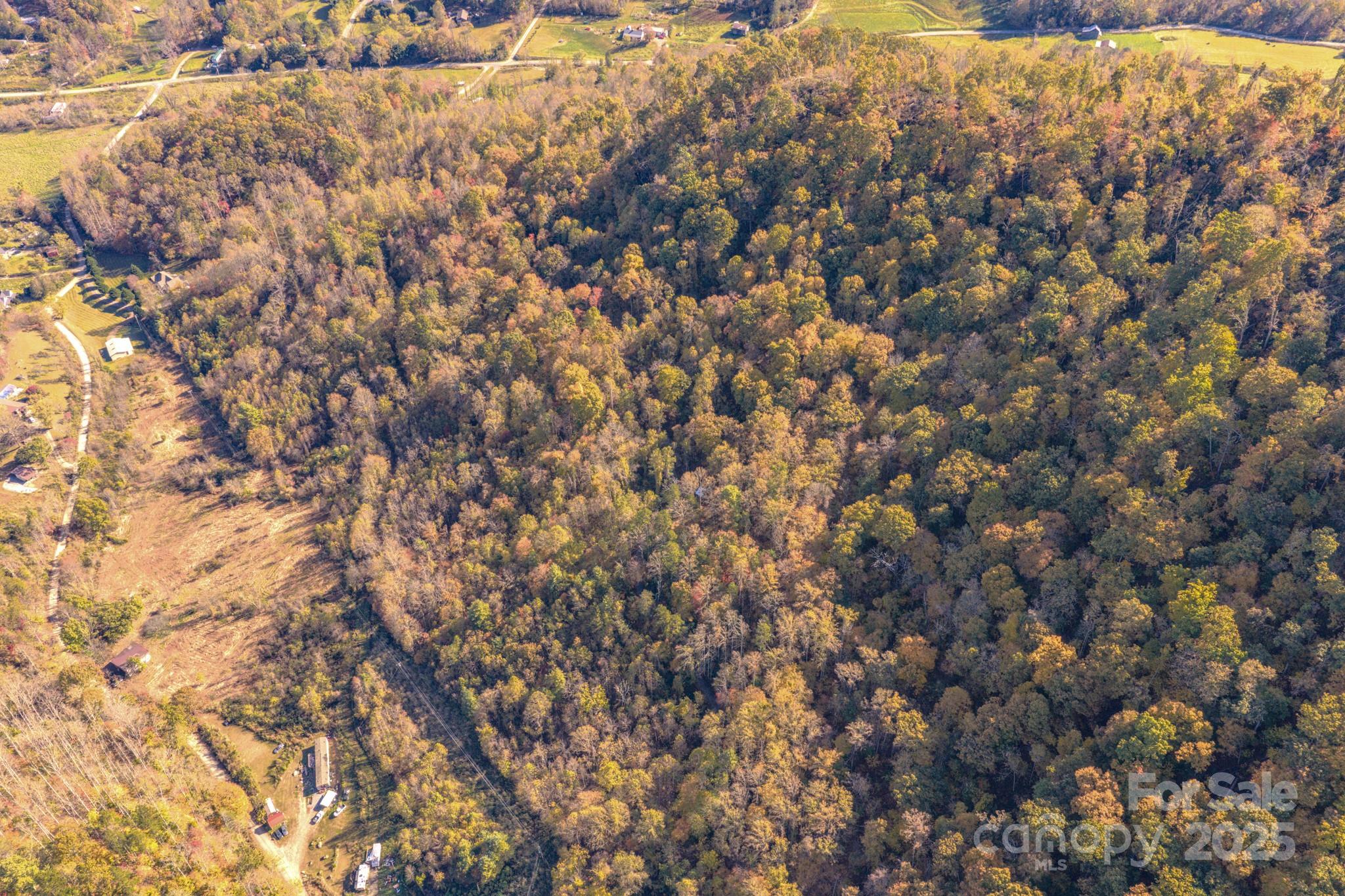 279 Morgan Branch Road Weaverville, NC 28787 - Photo 11 of 11 a close up of a tree