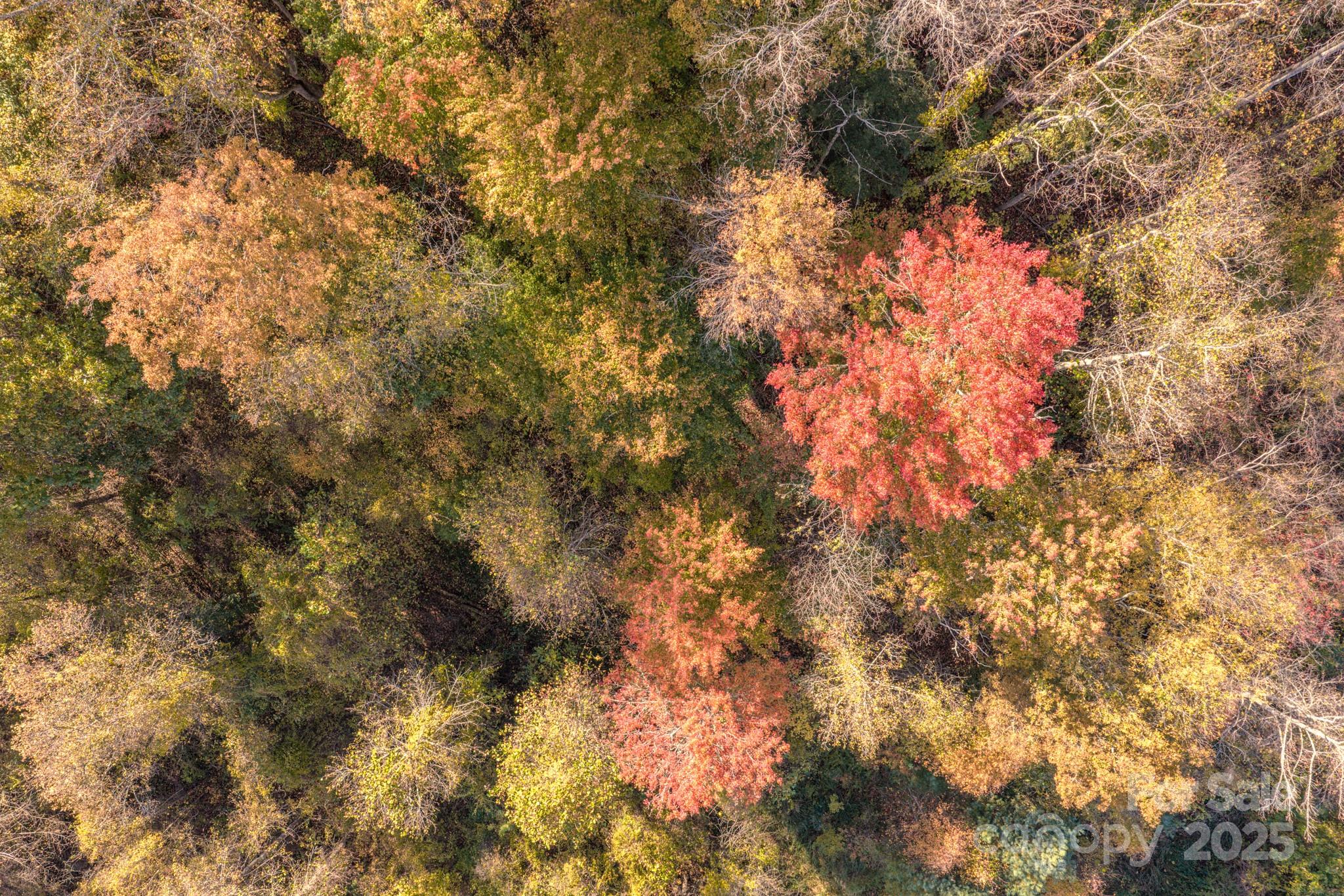 279 Morgan Branch Road Weaverville, NC 28787 - Photo 6 of 11 a view of a tree
