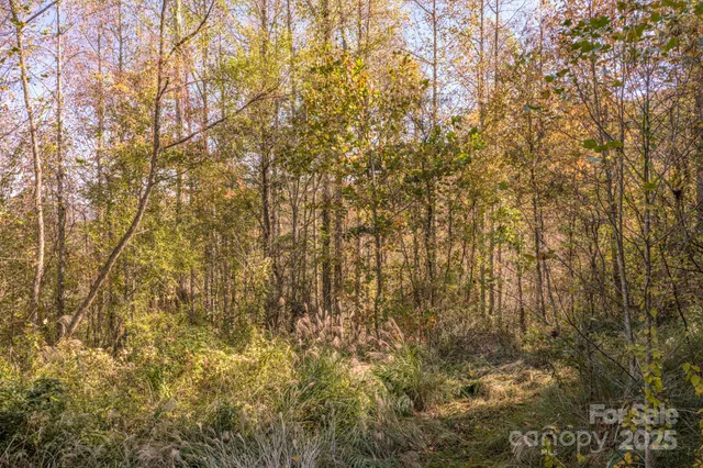 a view of a yard with large trees