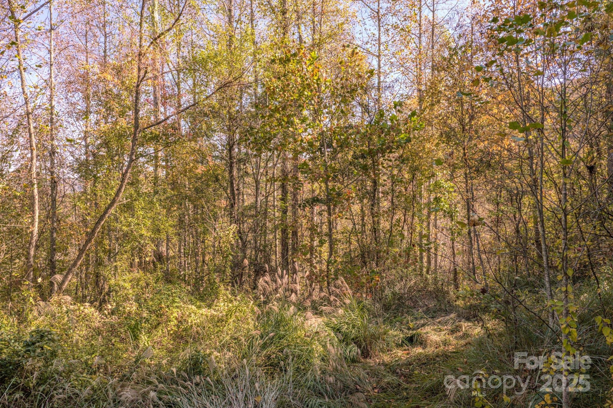279 Morgan Branch Road Weaverville, NC 28787 - Photo 8 of 11 a view of a yard with large trees