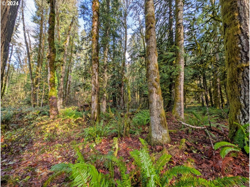 67197 East Barlow Trail Road Rhododendron, OR 97049 - Photo 3 of 20