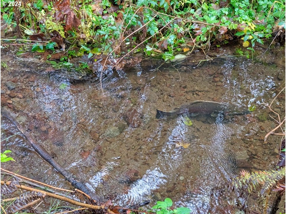 67197 East Barlow Trail Road Rhododendron, OR 97049 - Photo 10 of 20