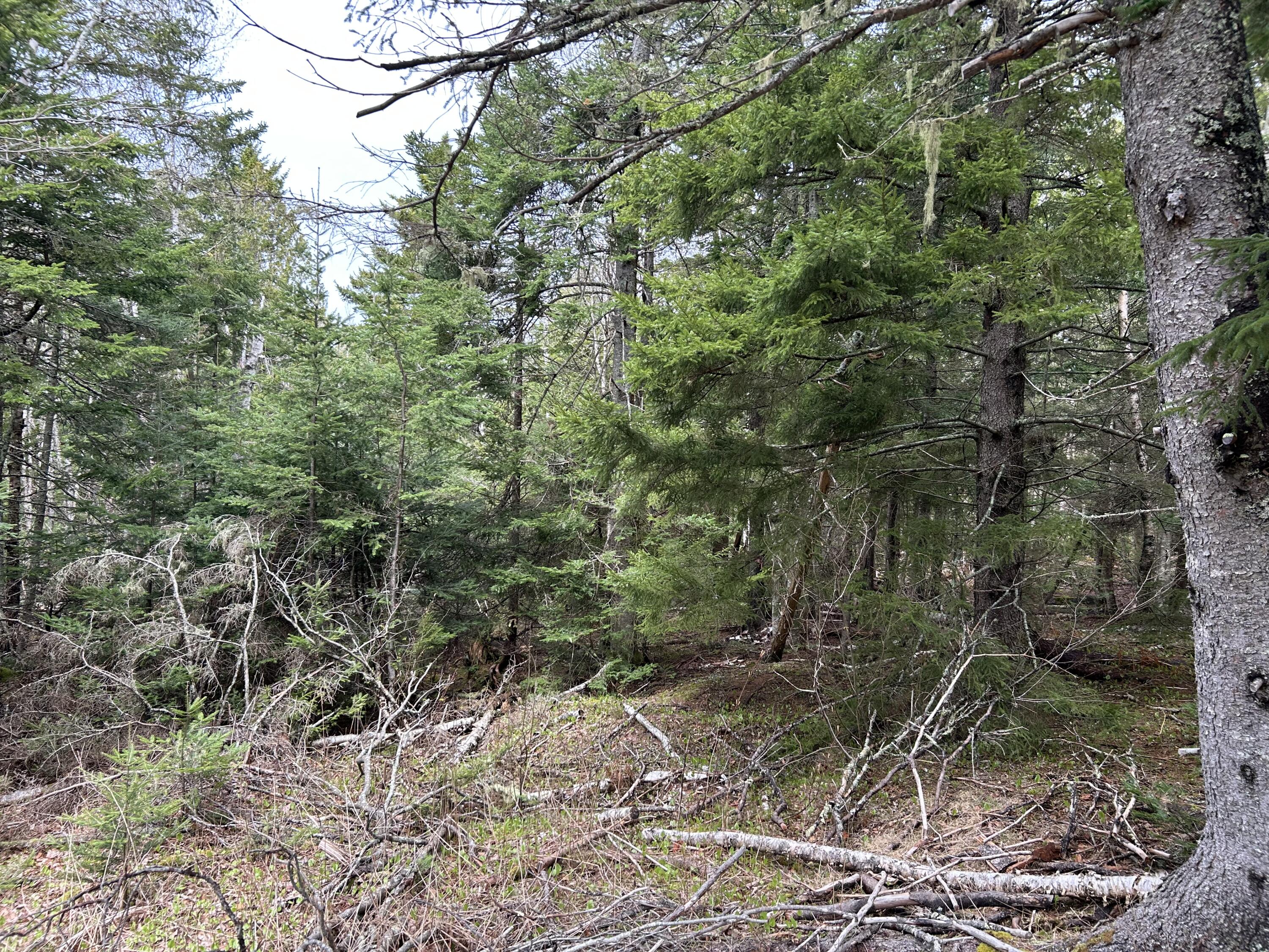 Lot 4 Julian Road Lubec, ME 04652 - Photo 12 of 13 75FC9A3A-0ED8-4430-878F-E133887661D7