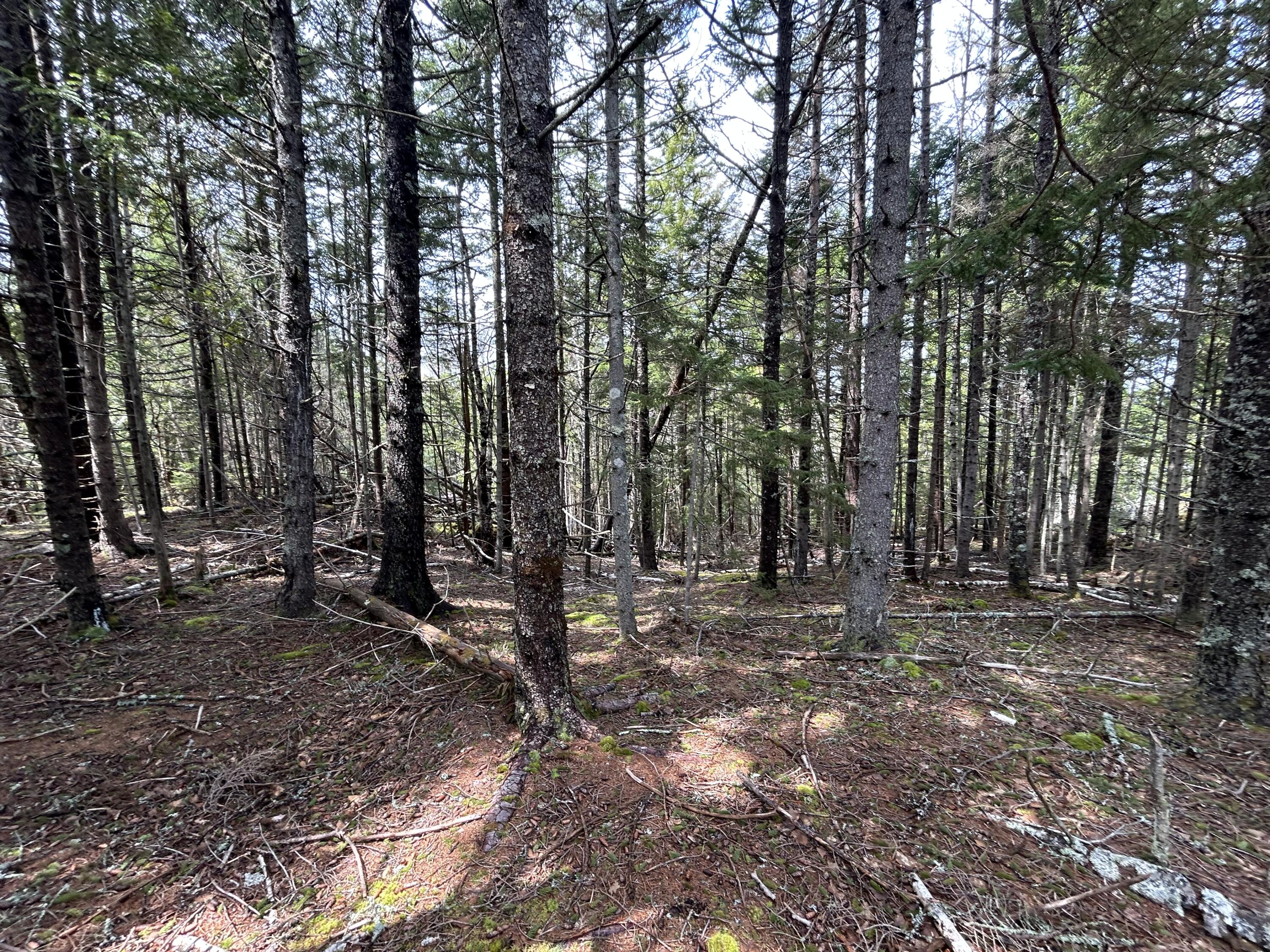 Lot 4 Julian Road Lubec, ME 04652 - Photo 5 of 13 A5C7C406-35C7-47AF-BFDC-BD333A09FF2E