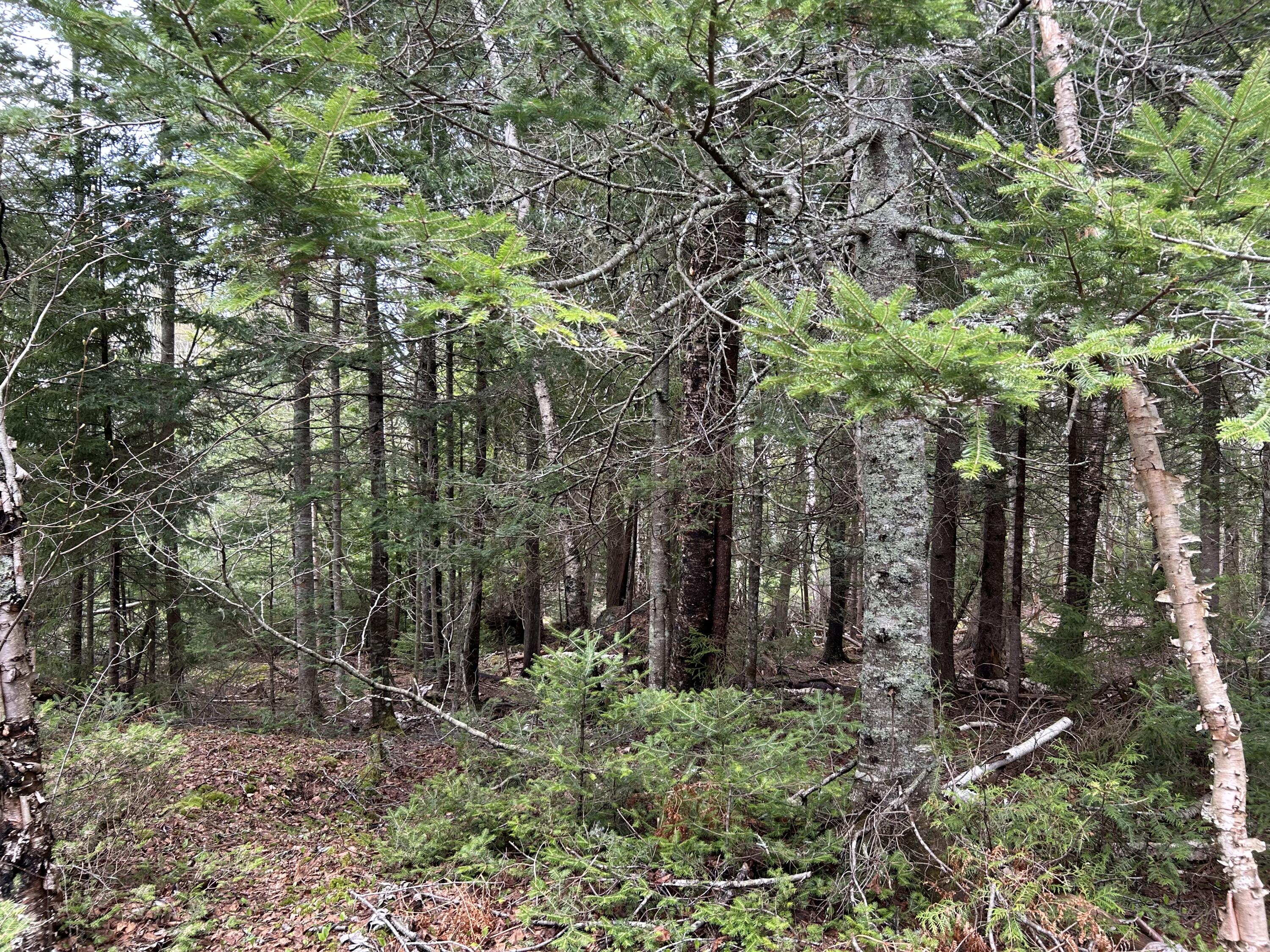 Lot 4 Julian Road Lubec, ME 04652 - Photo 6 of 13 C0B269D8-A37D-4E50-B2FB-0BF3C3C23785