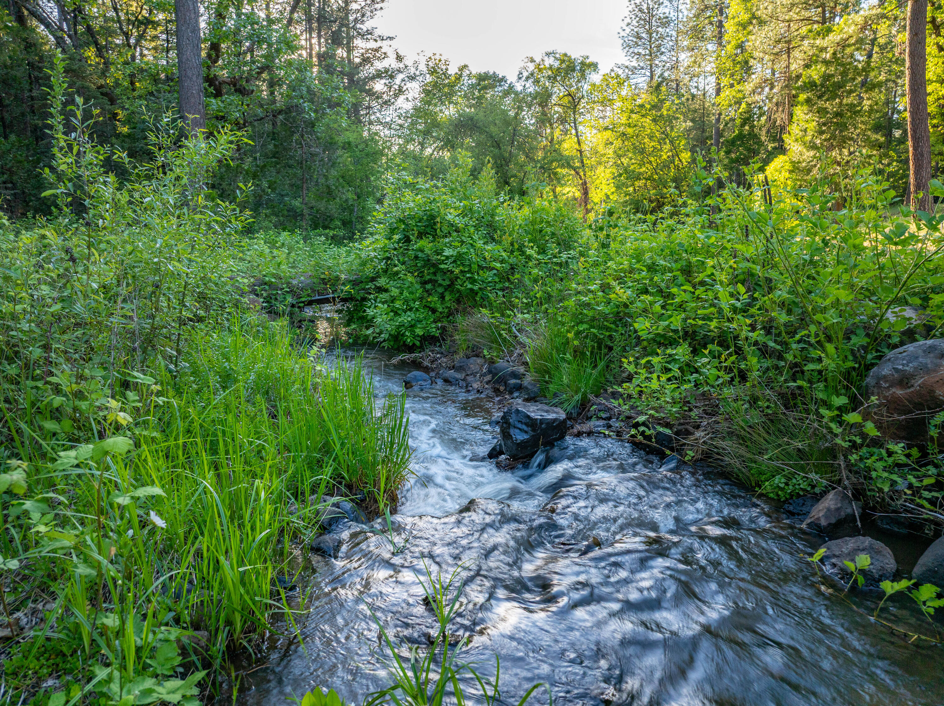 7704 Eastmoore Road Shingletown, CA 96088 - Photo 24 of 30 a big yard with lots of green space and deers