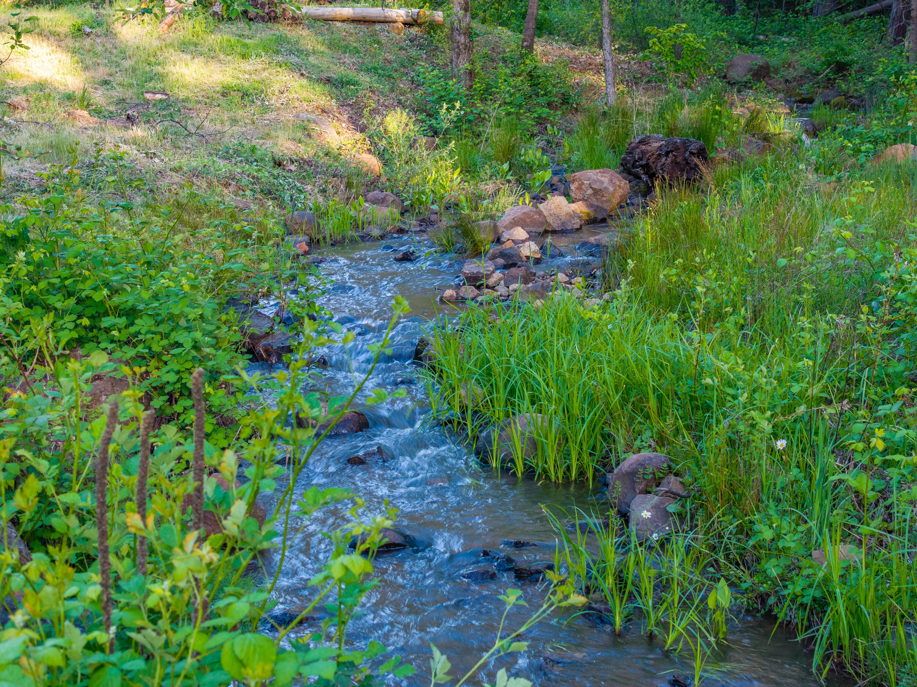 7704 Eastmoore Road Shingletown, CA 96088 - Photo 26 of 30 a backyard of a house with lots of green space