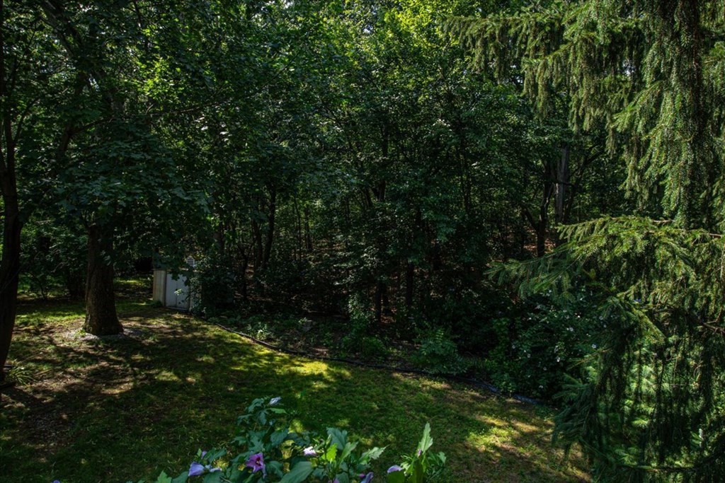 51 Joan Road Boston, MA 02136 - Photo 35 of 42 a view of outdoor space and yard