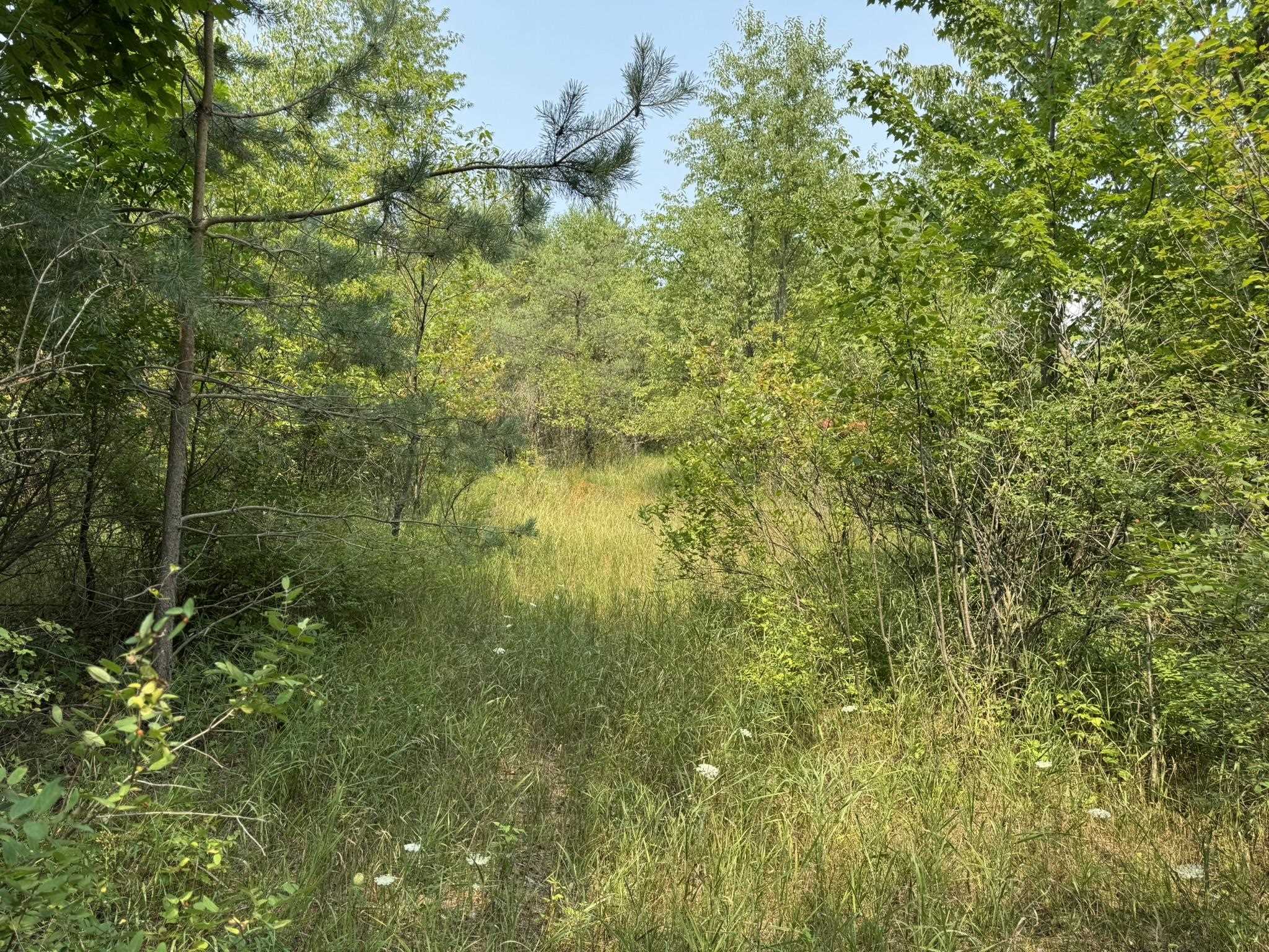 8590 Homestead Road Benzonia, MI 49616 - Photo 4 of 9 1949183-356e48c8-c813-4b14-bd3c-9bacb19ef72f.JPG