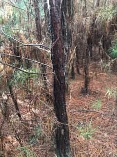 999 Green Valley Road Folsom, LA 70437 - Photo 2 of 12