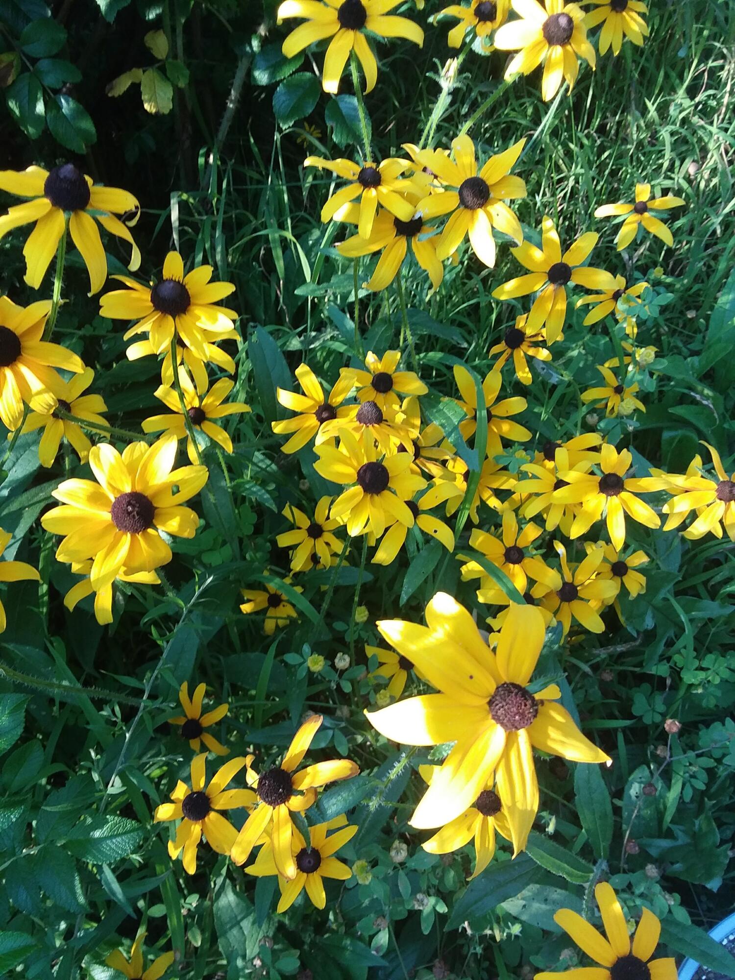 135 Back Road Fairfield, ME 04937 - Photo 41 of 42 Flowers