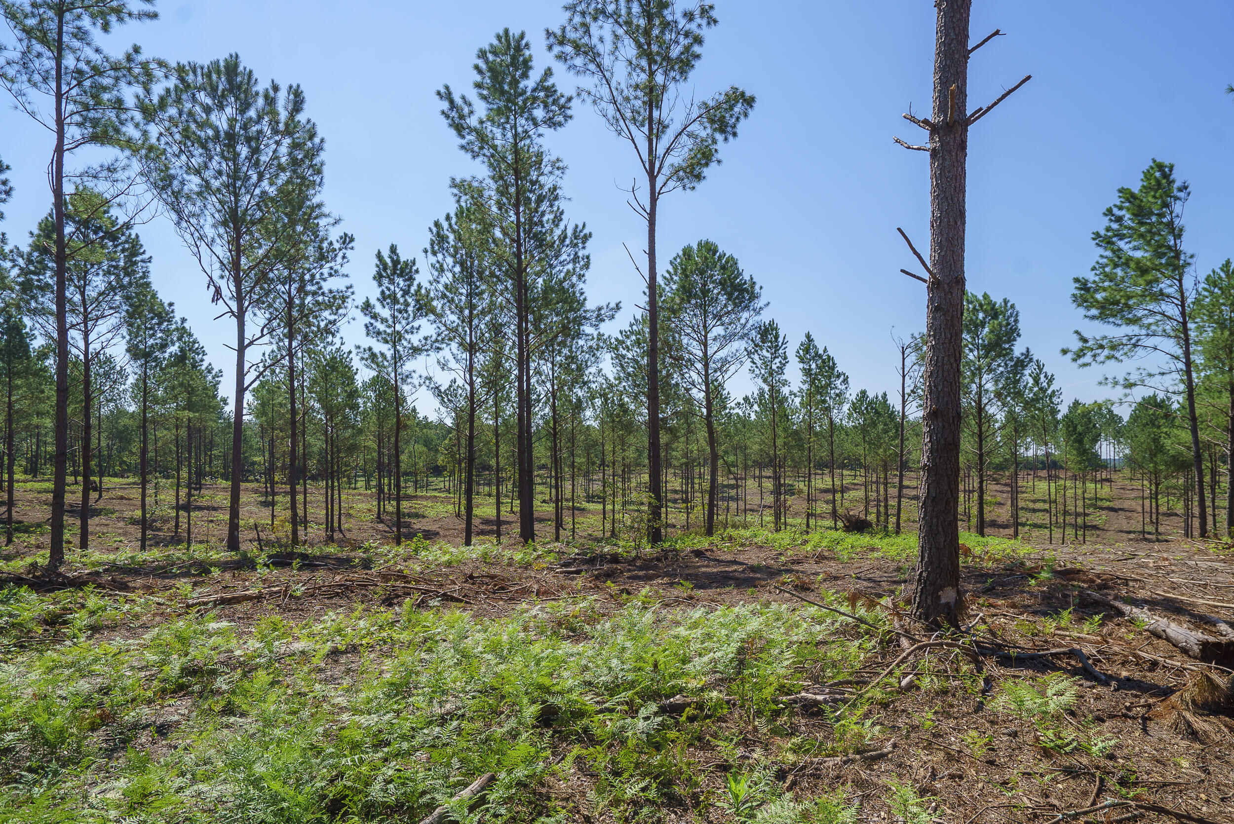 Lot 6 Bluffwood Road Wagener, SC 29164 - Photo 8 of 15