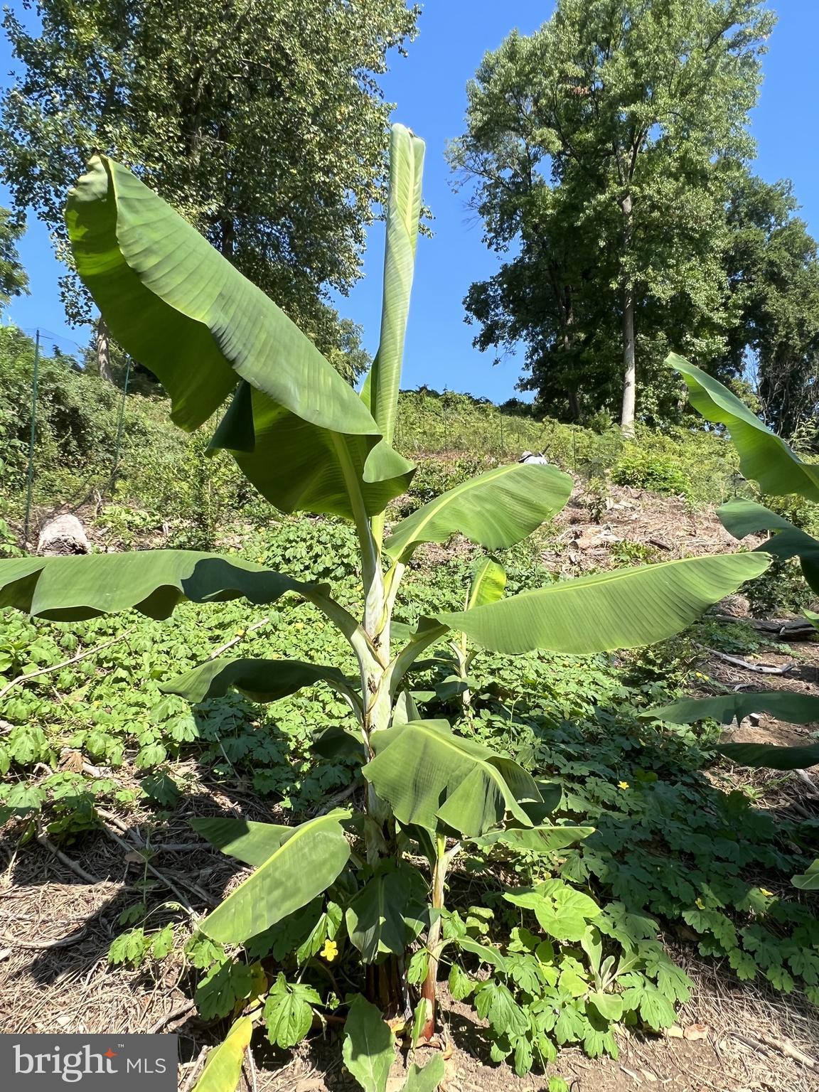 1850 Spring Mill Road Gladwyne, PA 19035 - Photo 12 of 37