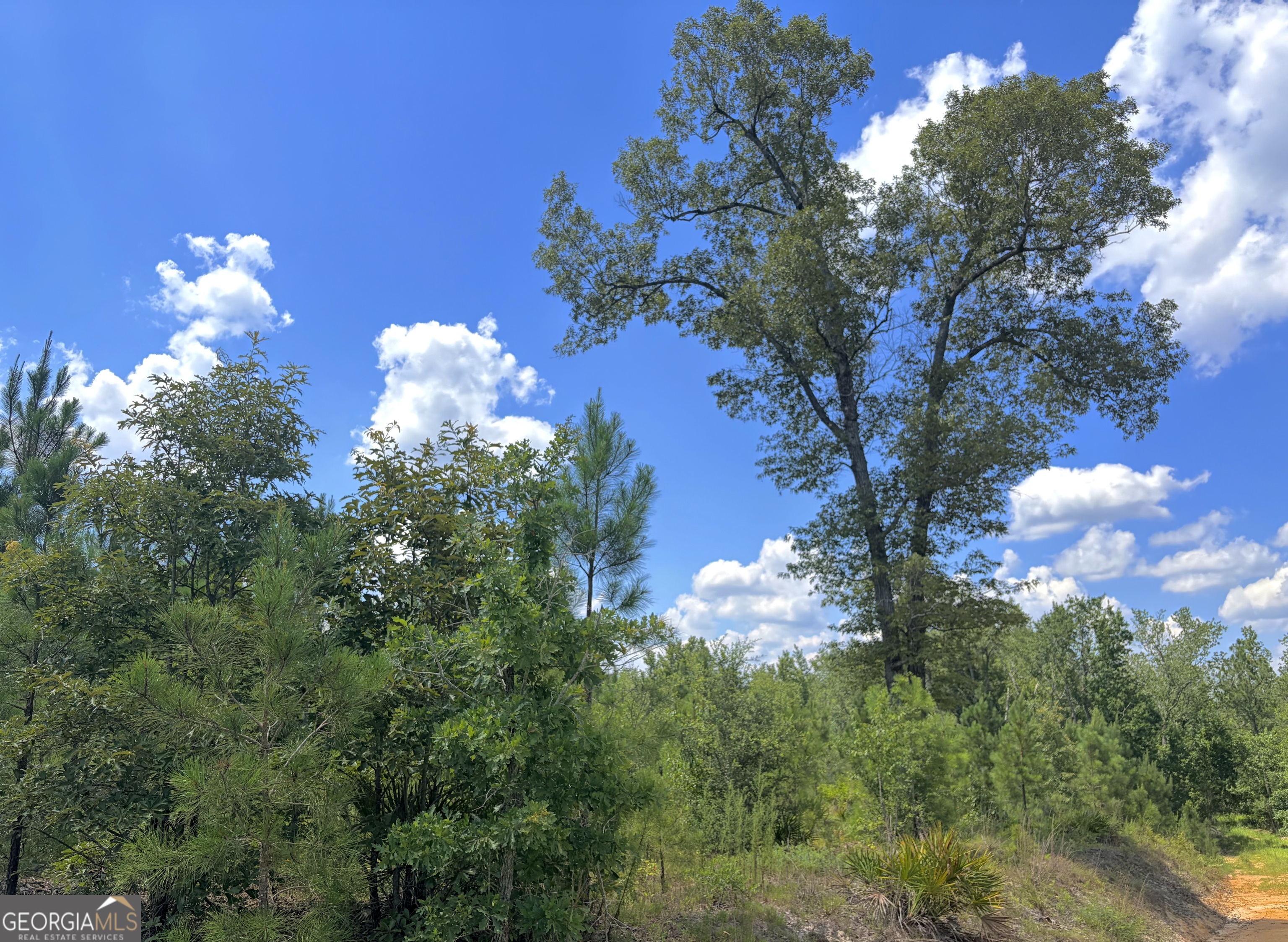 0 Ernest Carter Road Hazlehurst, GA 31539 - Photo 5 of 17 Preserved mature hardwood for wildlife benefits