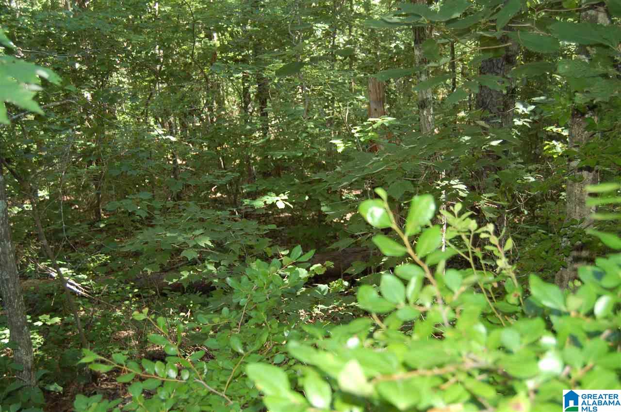 49-acres Chandler Mountain Road, Unit 1 Steele, AL 35987 - Photo 17 of 23