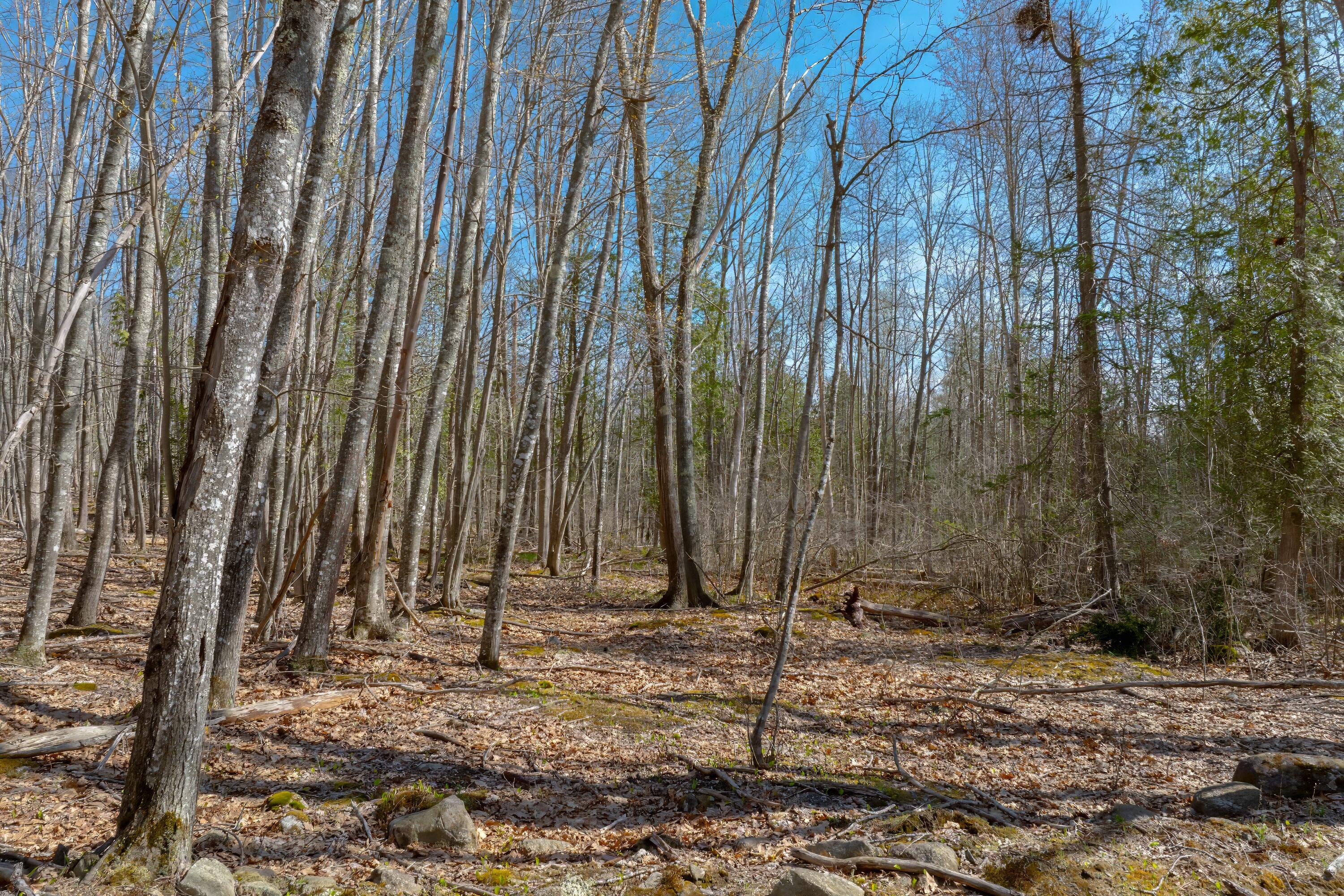 0 Kingdom Road Blue Hill, ME 04614 - Photo 3 of 14 22-Kingdom Road Land-DTP