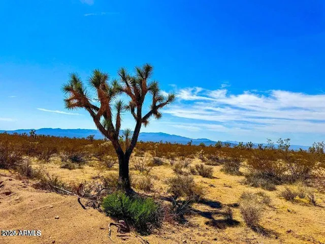 a view of a tree with a yard