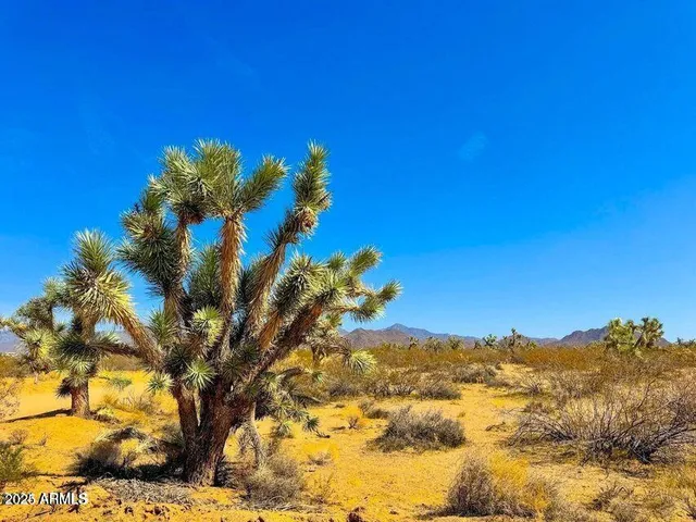a view of a tree with a tree in front of it