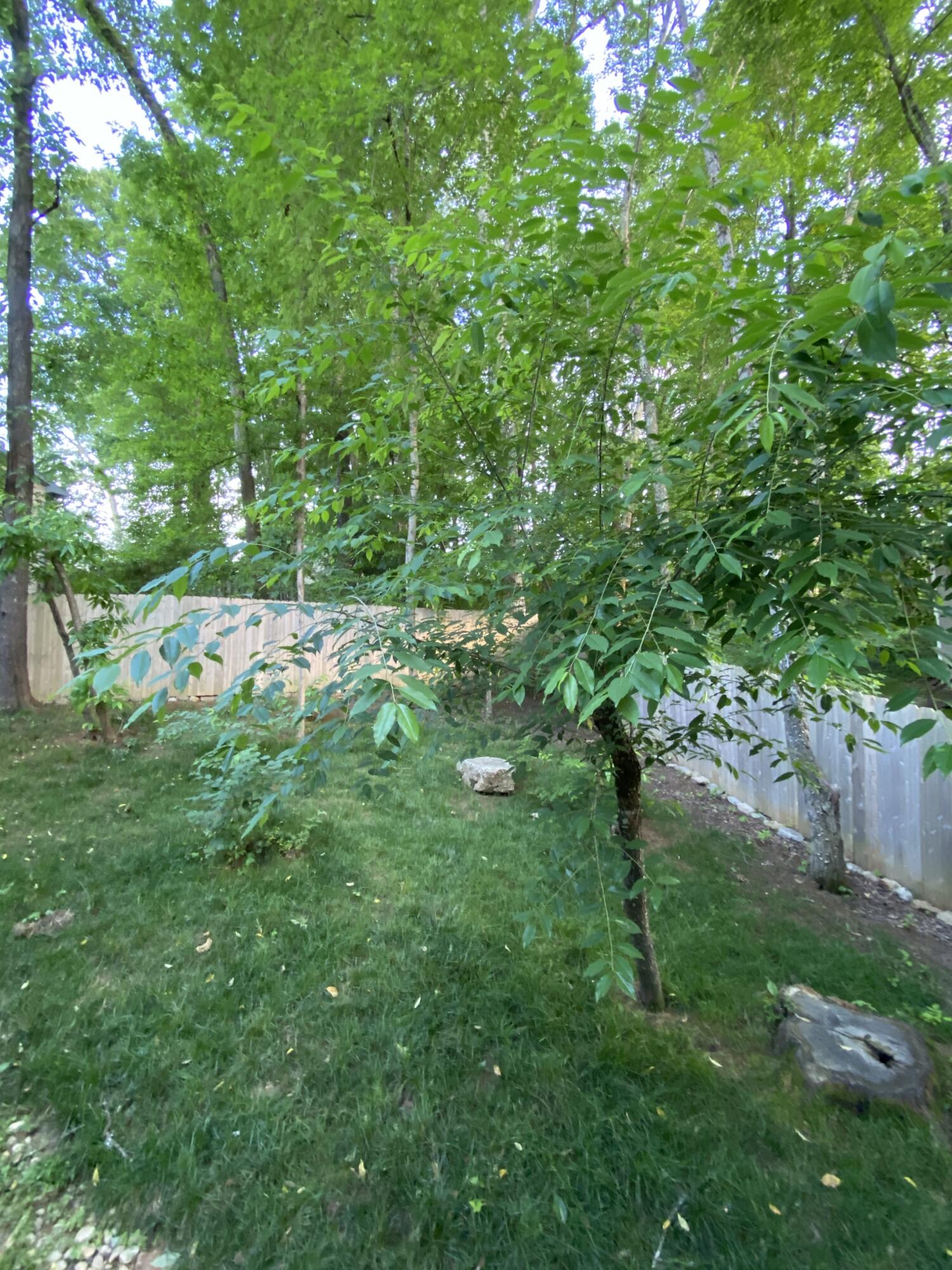 104 Hardwick Place Oak Ridge, TN 37830 - Photo 16 of 19 104 back yard fencing