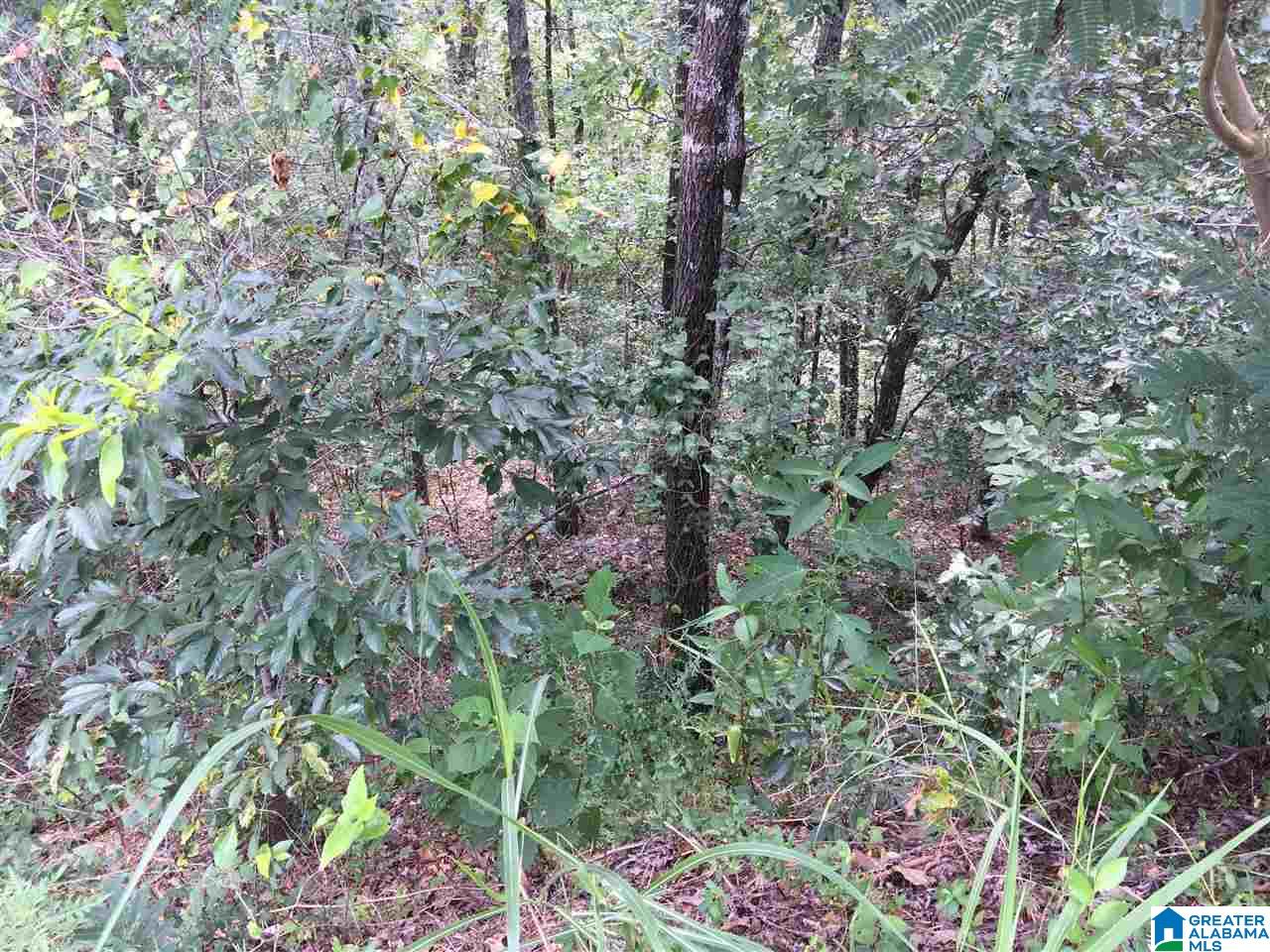 Lot 3 Overlook Road, Unit LOT 3 Blountsville, AL 35031 - Photo 1 of 1