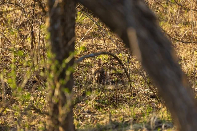 $972,500 | West State Line Road, Grant City, MO 64456