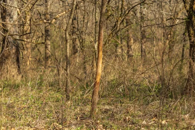 $972,500 | West State Line Road, Grant City, MO 64456