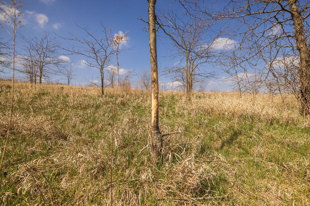 West State Line Road Grant City, MO 64456 - Photo 20 of 99