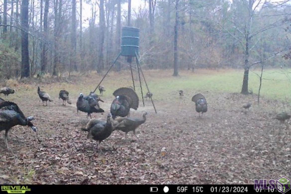 655 Oil Well Road Fayette, MS 39069 - Photo 11 of 58