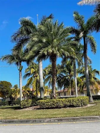 a view of a palm trees