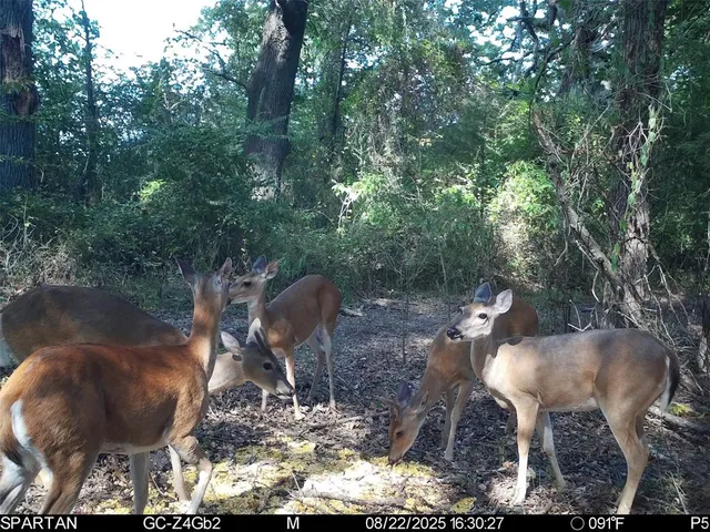 $1,235,620 | 0 County Road 2592, Naples, TX 75568