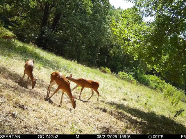 $1,235,620 | 0 County Road 2592, Naples, TX 75568