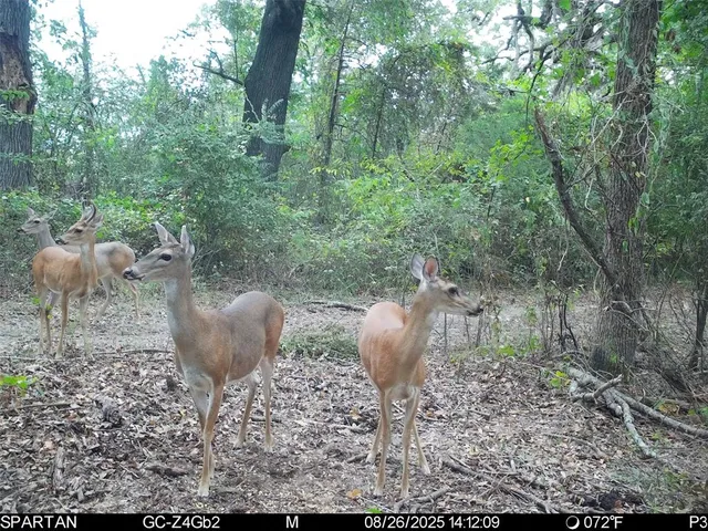 $1,235,620 | 0 County Road 2592, Naples, TX 75568