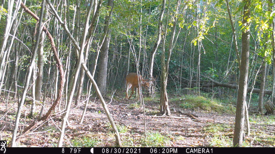1609 South Sage Lake Road Hale, MI 48739 - Photo 138 of 164 IMG_0007