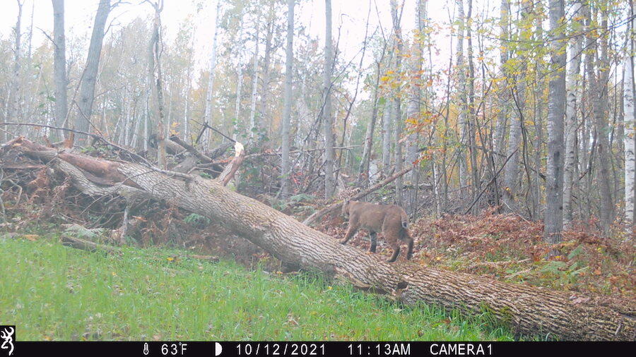 1609 South Sage Lake Road Hale, MI 48739 - Photo 139 of 164 IMG_0025