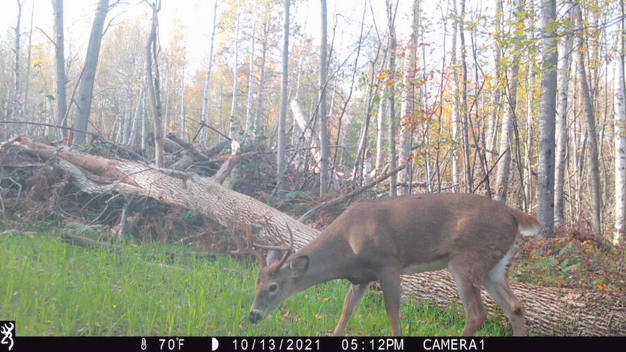 1609 South Sage Lake Road Hale, MI 48739 - Photo 140 of 164 IMG_0030