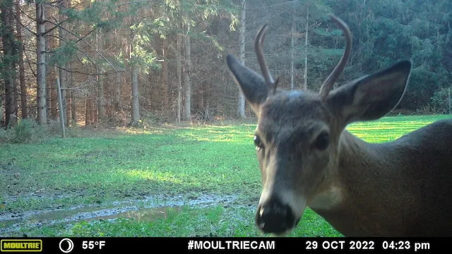 $996,000 | 1609 South Sage Lake Road, Hale, MI 48739