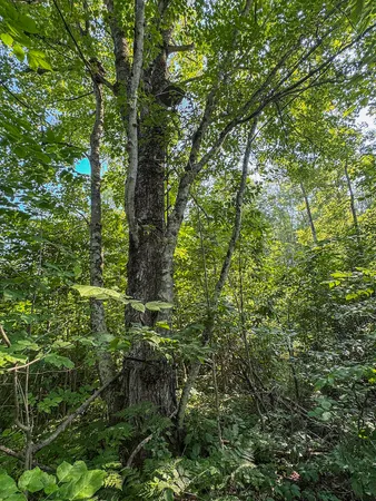 $875,000 | 1609 South Sage Lake Road, Hale, MI 48739