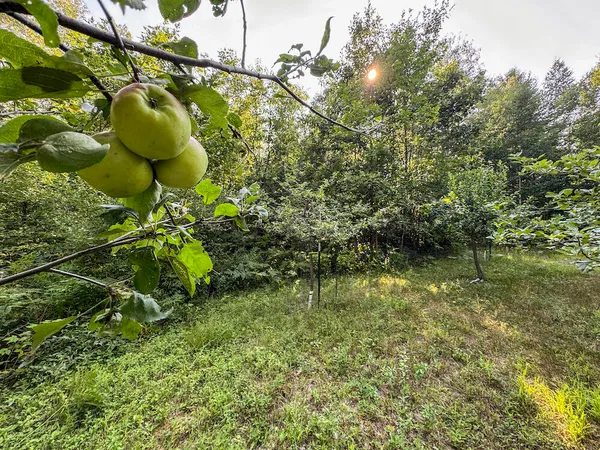 $875,000 | 1609 South Sage Lake Road, Hale, MI 48739