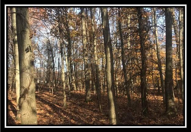 1616 Hogback Road Sunbury, OH 43074 - Photo 11 of 41 Gallery Image 11