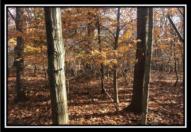 1616 Hogback Road Sunbury, OH 43074 - Photo 16 of 41 Gallery Image 16