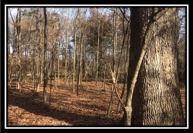 1616 Hogback Road Sunbury, OH 43074 - Photo 28 of 41 Gallery Image 28