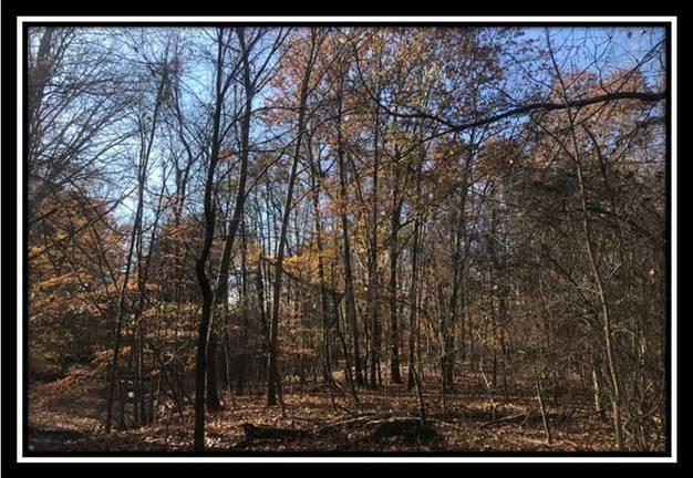1616 Hogback Road Sunbury, OH 43074 - Photo 29 of 41 Gallery Image 29